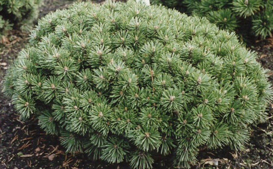 Borovice kleč 'Echiniformis' - Pinus mugo 'Echiniformis'