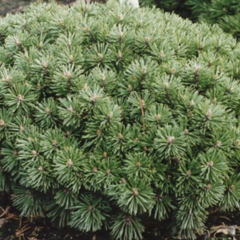 Borovice kleč 'Echiniformis' - Pinus mugo 'Echiniformis'