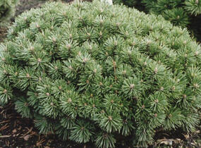Borovice kleč 'Echiniformis' - Pinus mugo 'Echiniformis'