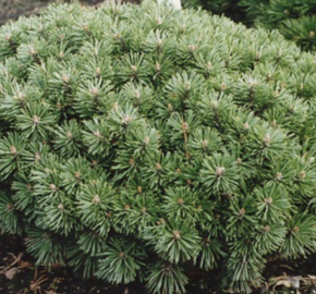 Borovice kleč 'Echiniformis' - Pinus mugo 'Echiniformis'