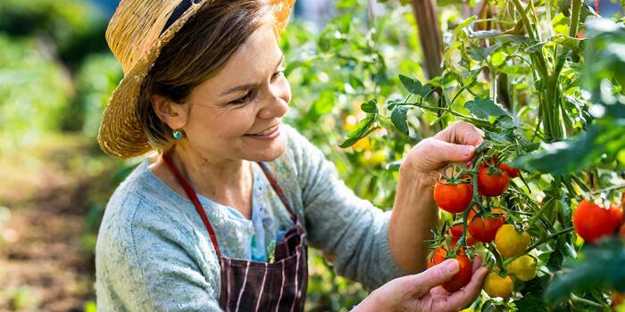 Firefly žena sbírá malá rajčata ve své zahrádce 87090