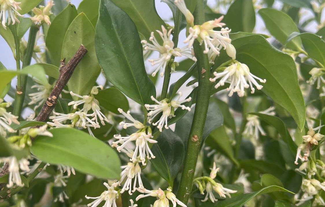 masoplodka