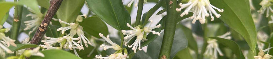 masoplodka