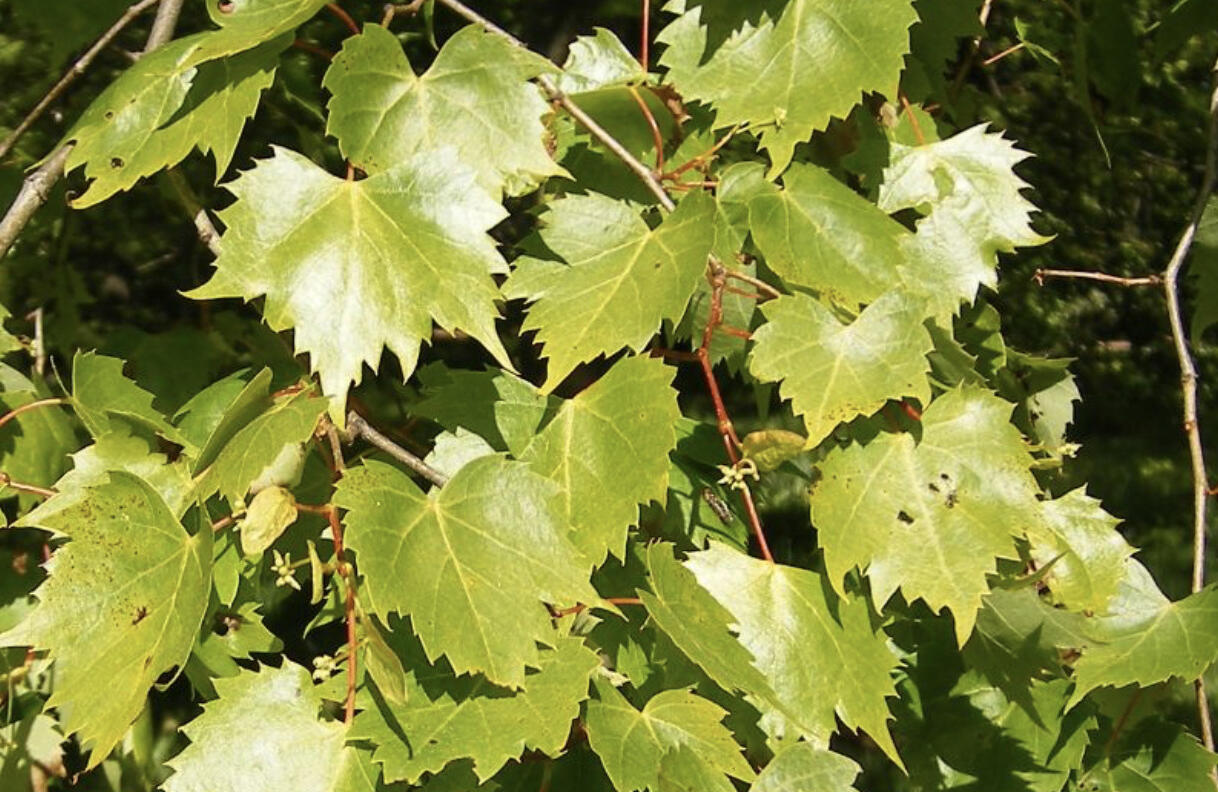 Lípa mongolská - Tilia mongolica