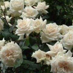 Růže pnoucí Kordes 'Ilse Krohn Superior' - Rosa PN 'Ilse Krohn Superior'