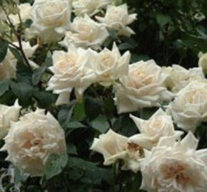 Růže pnoucí Kordes 'Ilse Krohn Superior'