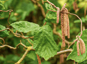 Líska obecná 'Scooter' - Corylus avellana 'Scooter'