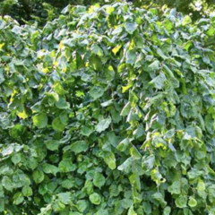 Líska obecná 'Scooter' - Corylus avellana 'Scooter'