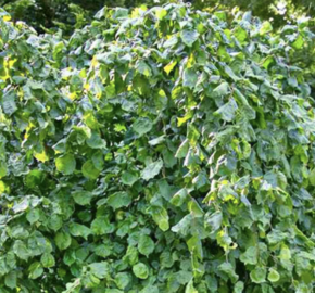 Líska obecná 'Scooter' - Corylus avellana 'Scooter'