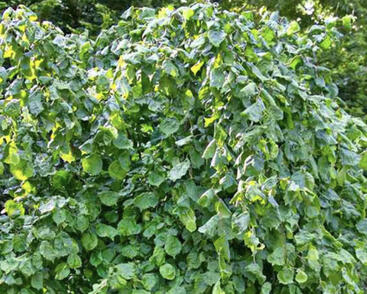 Líska obecná 'Scooter'