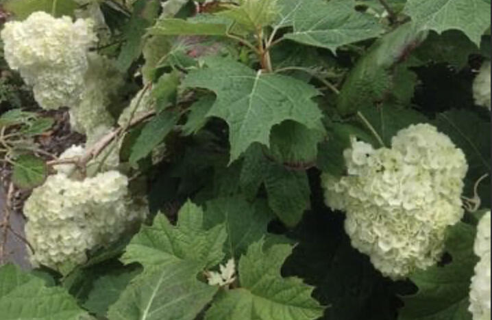 Hortenzie dubolistá 'Harmony' - Hydrangea quercifolia 'Harmony'