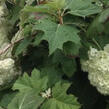 Hortenzie dubolistá 'Harmony' - Hydrangea quercifolia 'Harmony'