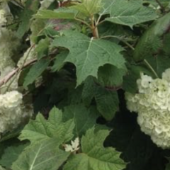 Hortenzie dubolistá 'Harmony' - Hydrangea quercifolia 'Harmony'