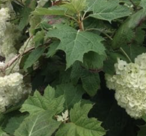 Hortenzie dubolistá 'Harmony' - Hydrangea quercifolia 'Harmony'