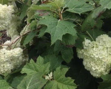 Hortenzie dubolistá 'Harmony'