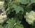 Hortenzie dubolistá 'Harmony'
