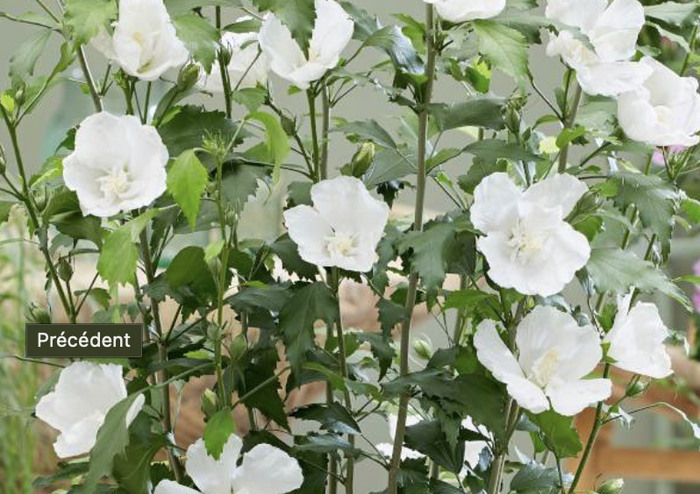 Ibišek syrský 'Flower Tower White PBR' - Hibiscus syriacus 'Flower Tower White PBR'