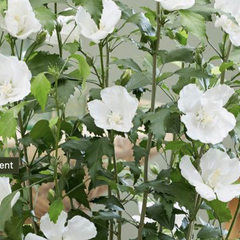 Ibišek syrský 'Flower Tower White PBR' - Hibiscus syriacus 'Flower Tower White PBR'