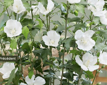 Ibišek syrský 'Flower Tower White PBR'
