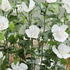 ibisek-syrsky-flower-tower-white-pbr.png