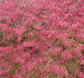 Brslen křídlatý 'Blade Runner'