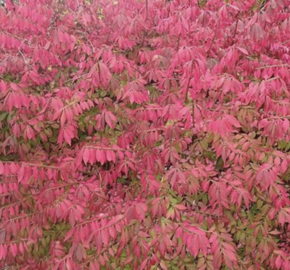 Brslen křídlatý 'Blade Runner' - Euonymus alatus 'Blade Runner'