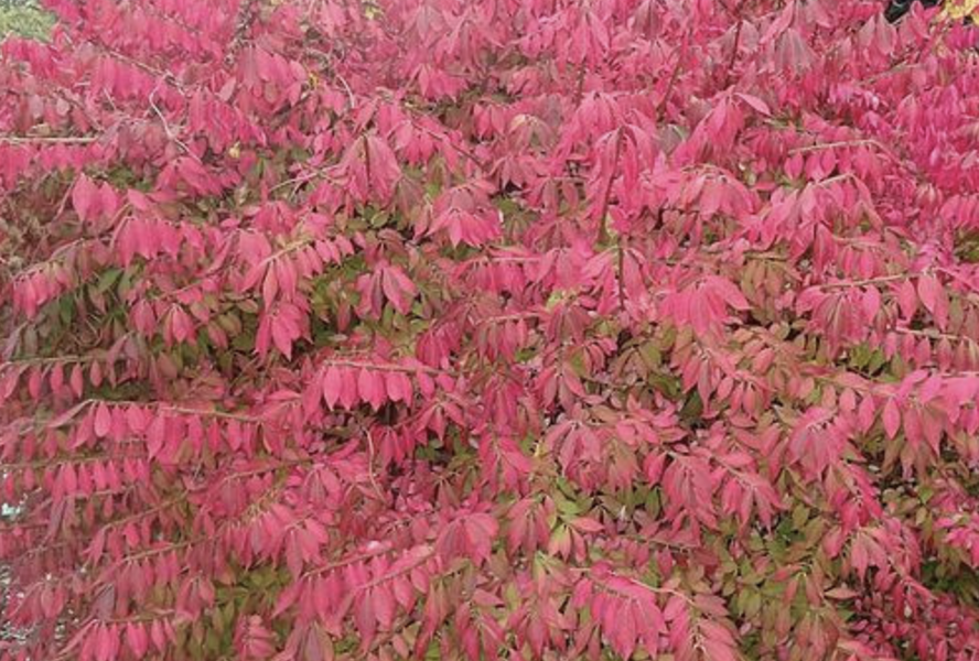 Brslen křídlatý 'Blade Runner' - Euonymus alatus 'Blade Runner'