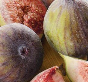 Fíkovník smokvoň 'Francuesco'