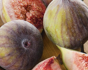 Fíkovník smokvoň 'Francuesco'