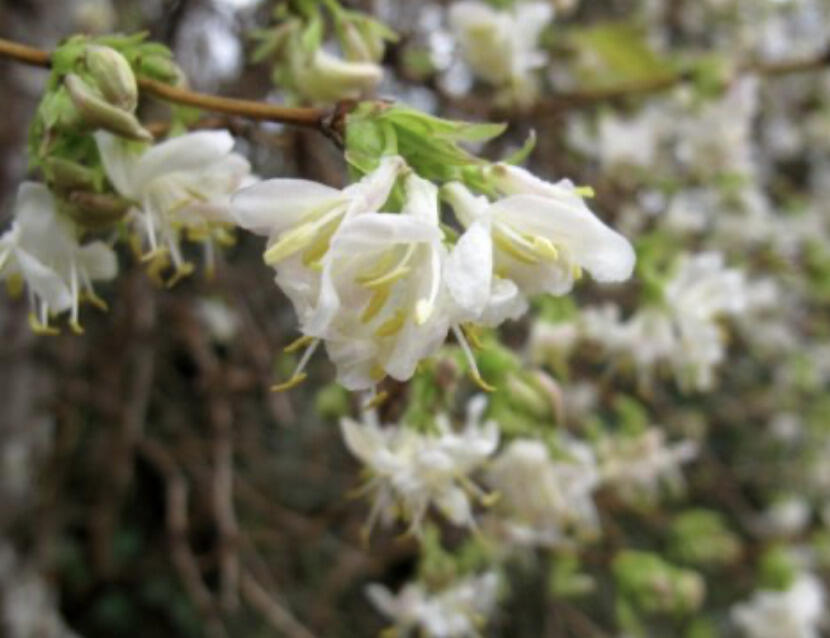 Zimolez Purpusův 'Winter Beauty' - Lonicera x purpusii 'Winter Beauty'