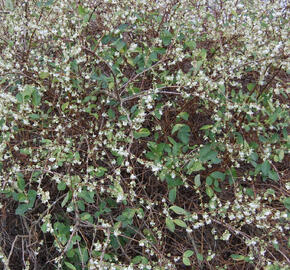 Zimolez Purpusův 'Winter Beauty'