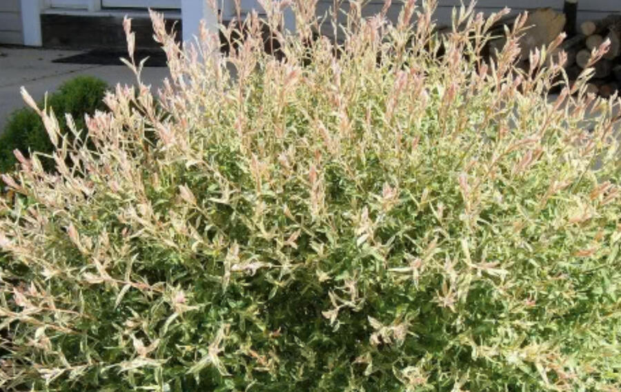 Vrba prostřední 'Flamingo' - Salix integra 'Flamingo'