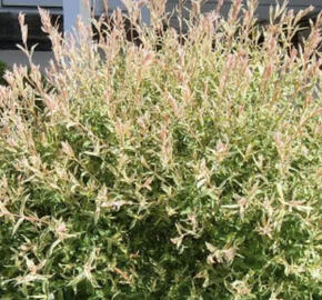 Vrba prostřední 'Flamingo'