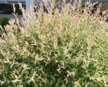 Vrba prostřední 'Flamingo'