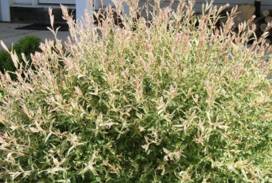 Vrba prostřední 'Flamingo' - Salix integra 'Flamingo'