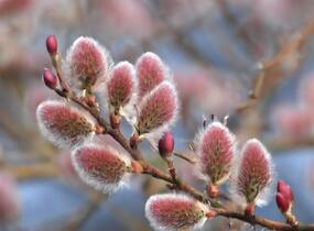 Vrba štíhlopestíkatá 'Red Cats' - Salix gracilistyla 'Red Cats'