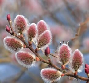 Vrba štíhlopestíková 'Red Cats' - Salix gracilistyla 'Red Cats'