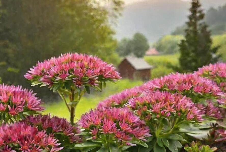 Rozchodník pochybný 'Solarity' - Sedum spurium 'Solarity'