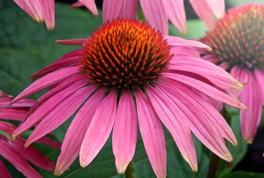Třapatkovka nachová 'PollyNation Pink Shades' - Echinacea purpurea 'PollyNation Pink Shades'