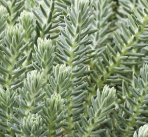 Rozchodník skalní 'Blue Spruce'