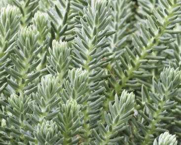 Rozchodník skalní 'Blue Spruce'