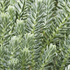 rozchodnik-skalni-blue-spruce.png