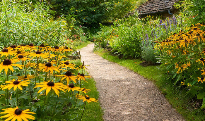 Třapatka zářivá 'Goldblitz' - Rudbeckia fulgida 'Goldblitz'