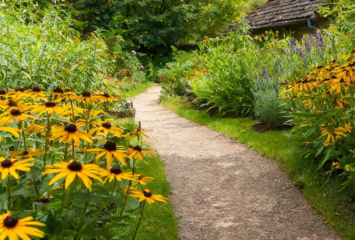Třapatka zářivá 'Goldblitz' - Rudbeckia fulgida 'Goldblitz'