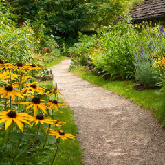 Třapatka zářivá 'Goldblitz' - Rudbeckia fulgida 'Goldblitz'