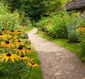 Třapatka zářivá 'Goldblitz' - Rudbeckia fulgida 'Goldblitz'