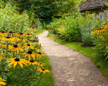 Třapatka zářivá 'Goldblitz'