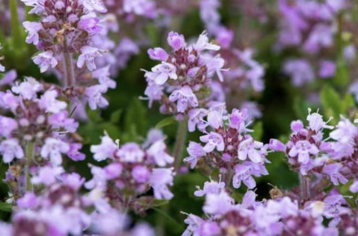 Mateřídouška úzkolistá 'Shepards' - Thymus serpyllum 'Shepards'
