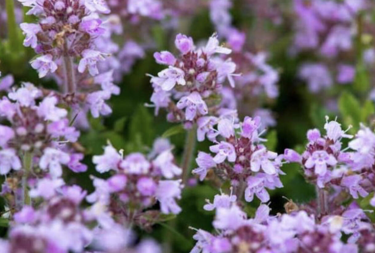Mateřídouška úzkolistá 'Shepards' - Thymus serpyllum 'Shepards'