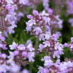 Mateřídouška úzkolistá 'Shepards' - Thymus serpyllum 'Shepards'